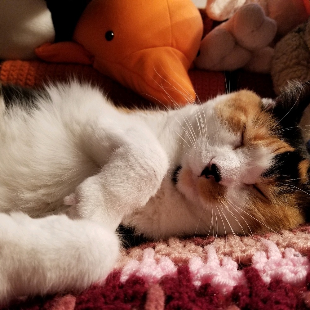 Meet your Posher, Kira
